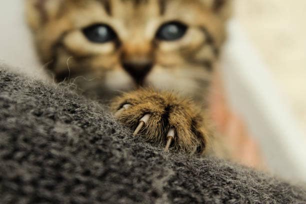 Katze
